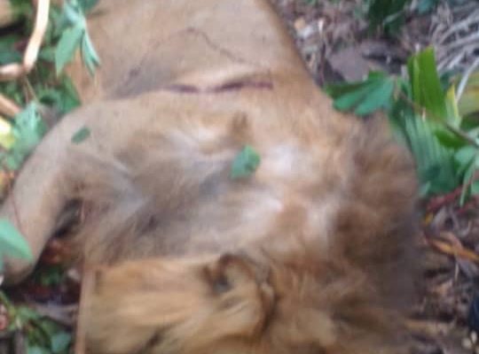 Lion that was killed in Mppeefu