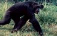 Stray chimpanzee injures 1 year old boy in Kagadi