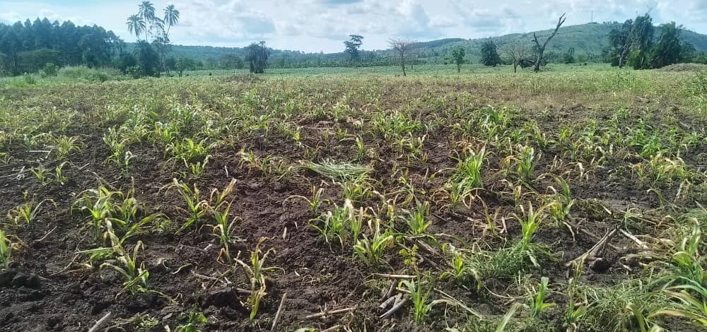 destroyed maize farm