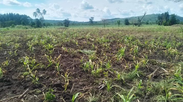 destroyed maize farm