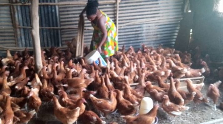 Kusemererwa looks after her chicken