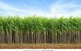 Sugarcanes