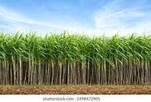 Sugarcanes